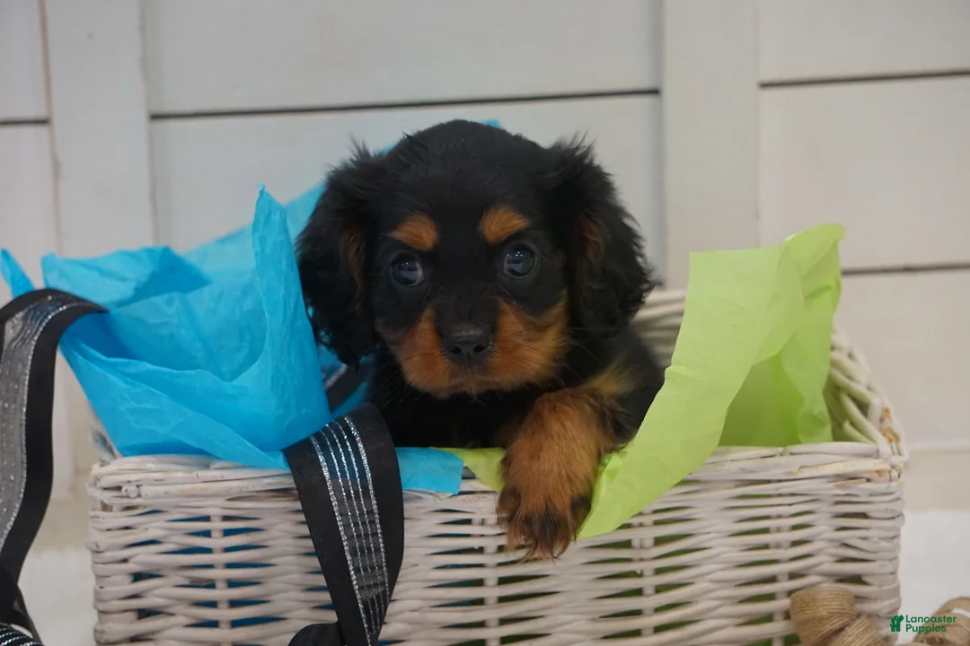 Cavalier King Charles Spaniel dogs for sale: Cavalier King Charles Spaniel 1 - Ad 4