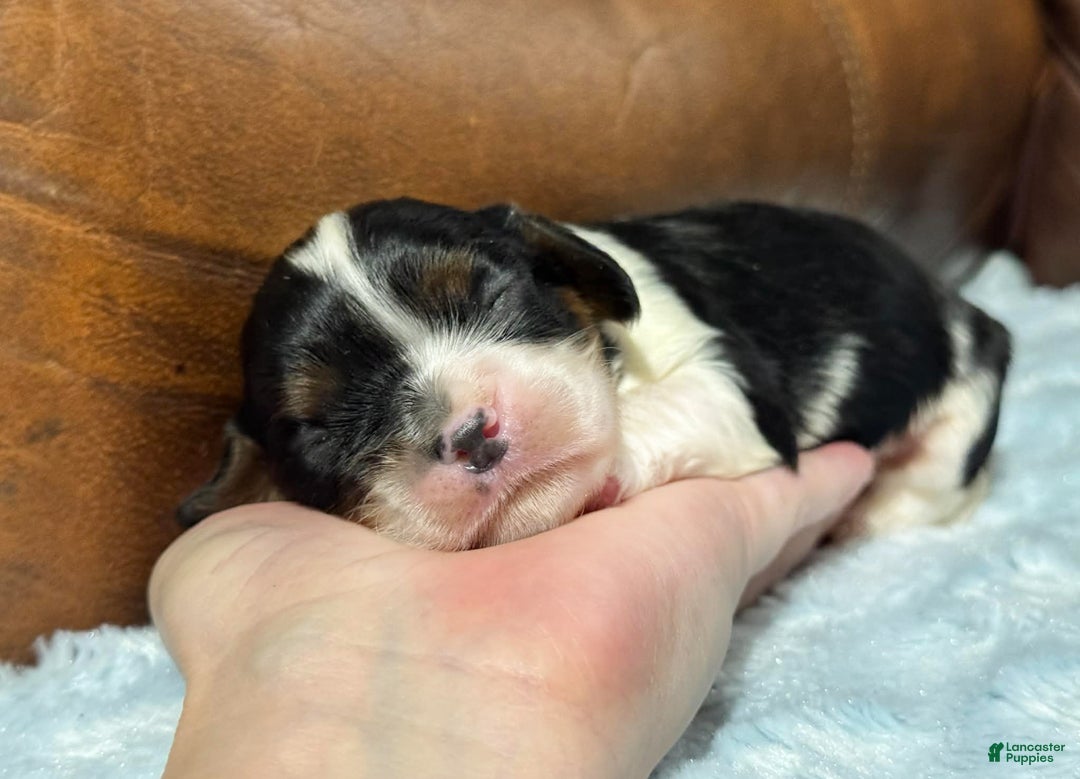 Cavalier King Charles Spaniel dogs for sale: Ziggy - Ad 2