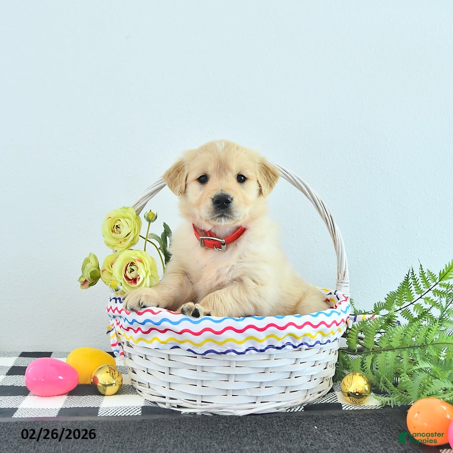 Golden Retriever dogs Ruby - Ad 1