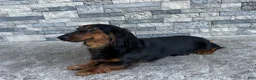 Miniature Dachshund dogs for sale: Cassie  - Ad 6