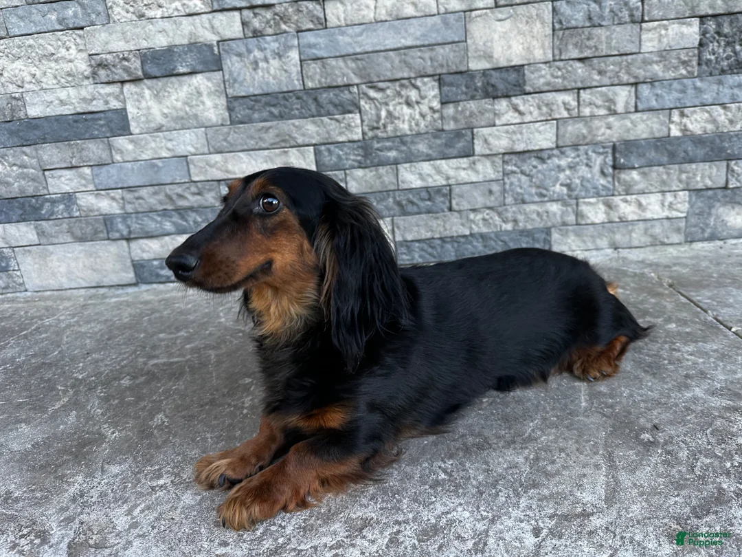 Miniature Dachshund dogs for sale: Cassie  - Ad 6