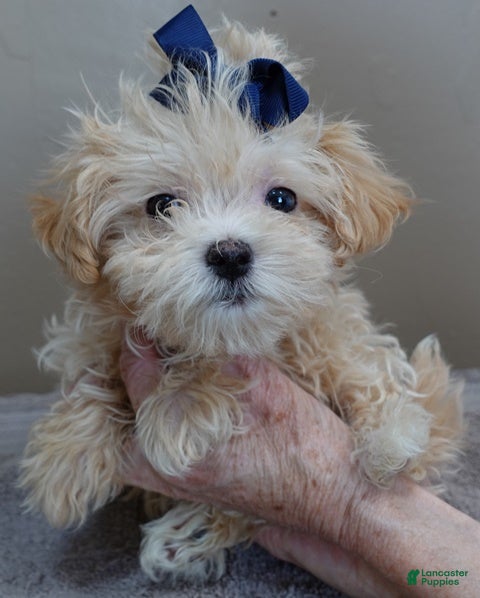 Maltipoo dogs Tiny Kyro - Ad 12