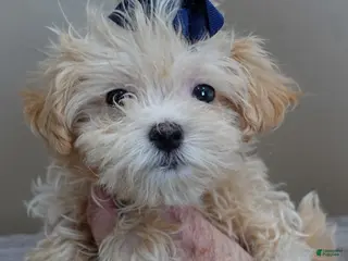 Maltipoo dogs Tiny Kyro - Ad 32