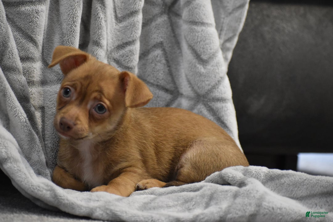 Chihuahua dogs for sale: Duke - Ad 5