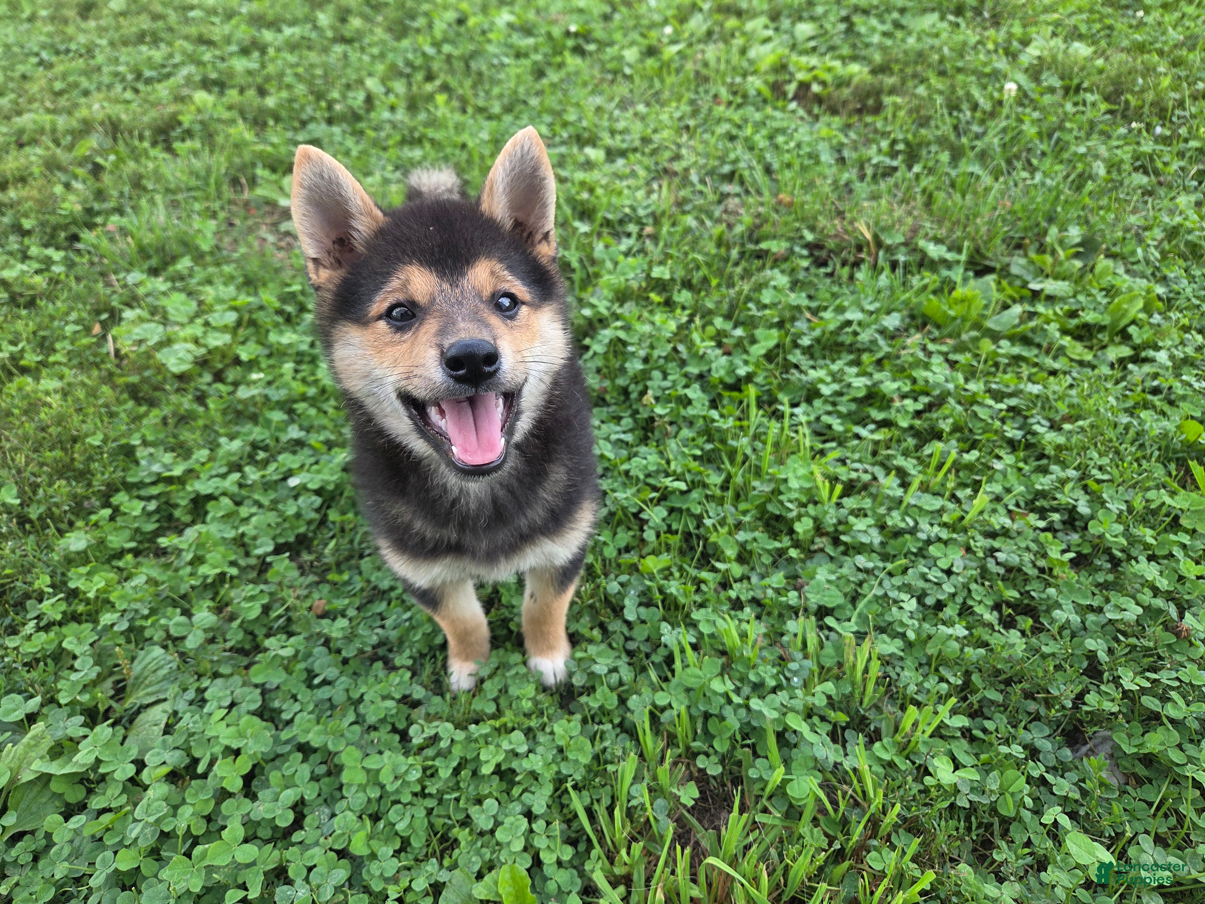 Shiba Inu dogs Randy - Ad 2