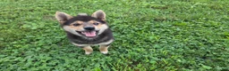 Shiba Inu dogs for sale: Randy - Ad 5