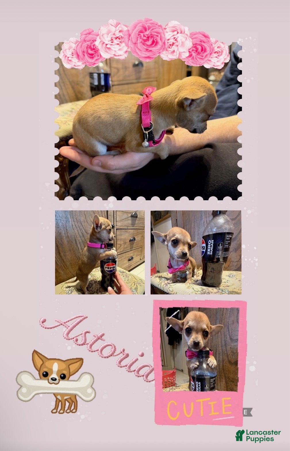 Chihuahua dogs Chihuahua Puppy 1 - Ad 10