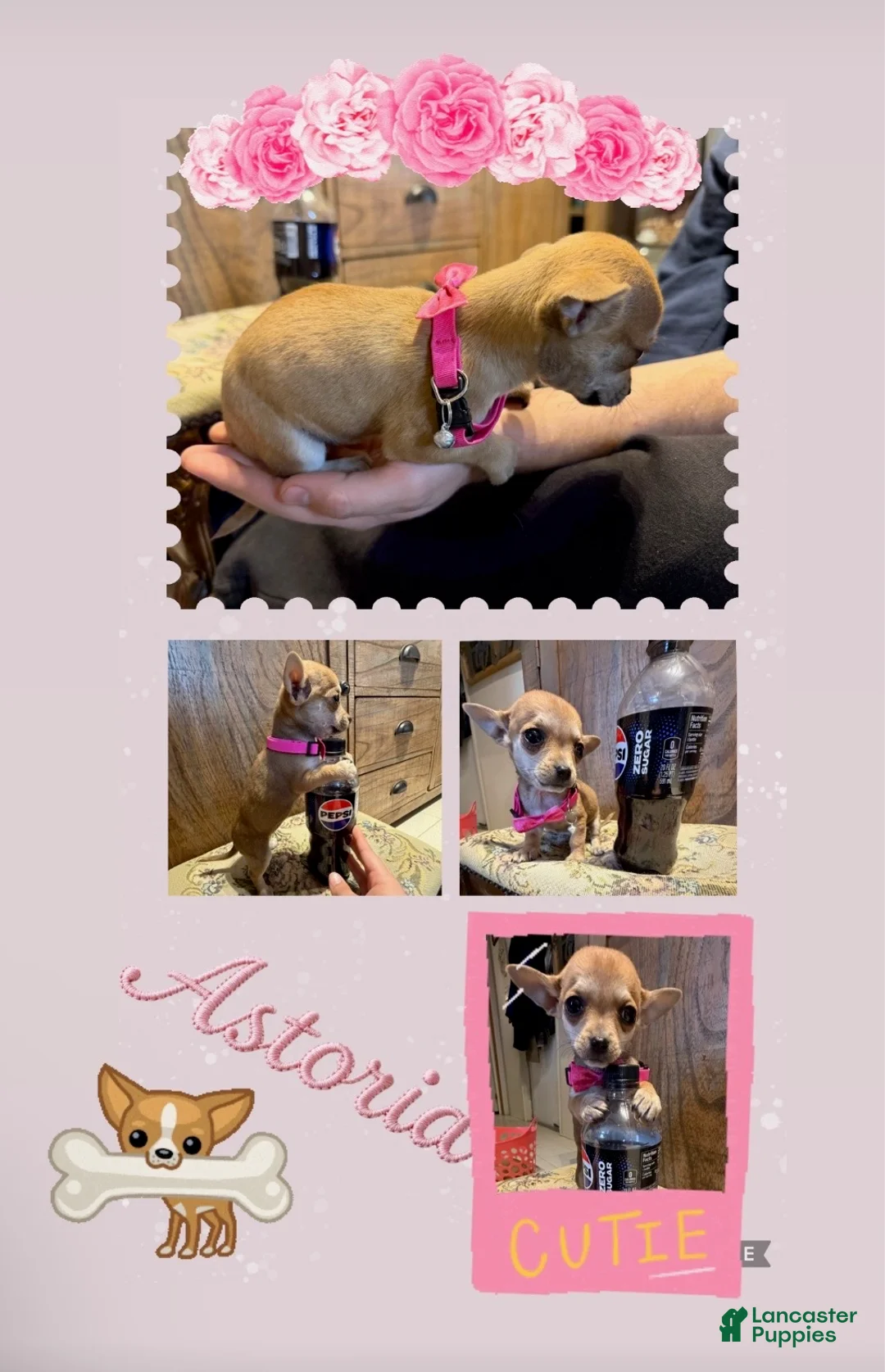 Chihuahua dogs for sale: Chihuahua Puppy 1 - Ad 1