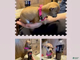 Chihuahua dogs Chihuahua Puppy 1 - Ad 10