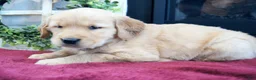 Golden Retriever dogs for sale: Cassie - Ad 3