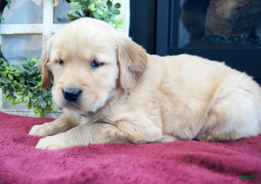 Golden Retriever dogs for sale: Cassie - Ad 3