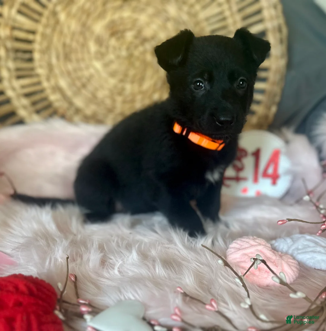 German Shepherd dogs for sale: Dahlia  - Ad 7