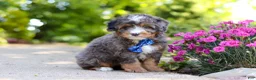 Mini Bernedoodle dogs for sale: Teddy - Ad 4