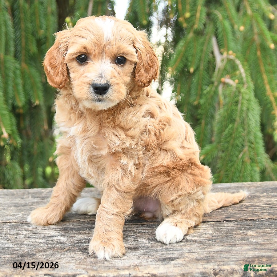 Goldendoodle dogs Misty - Ad 2
