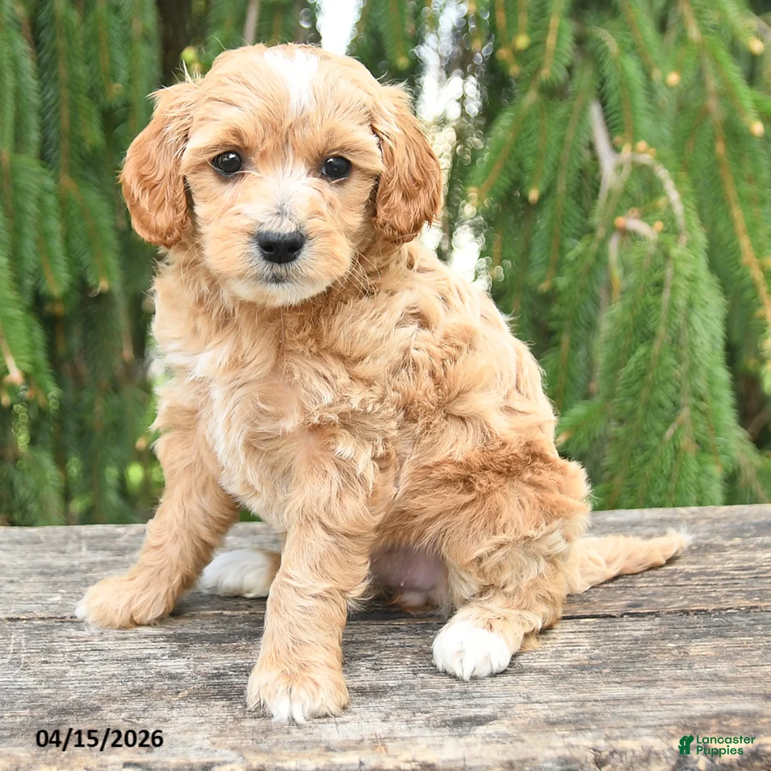 Goldendoodle dogs for sale: Misty - Ad 2