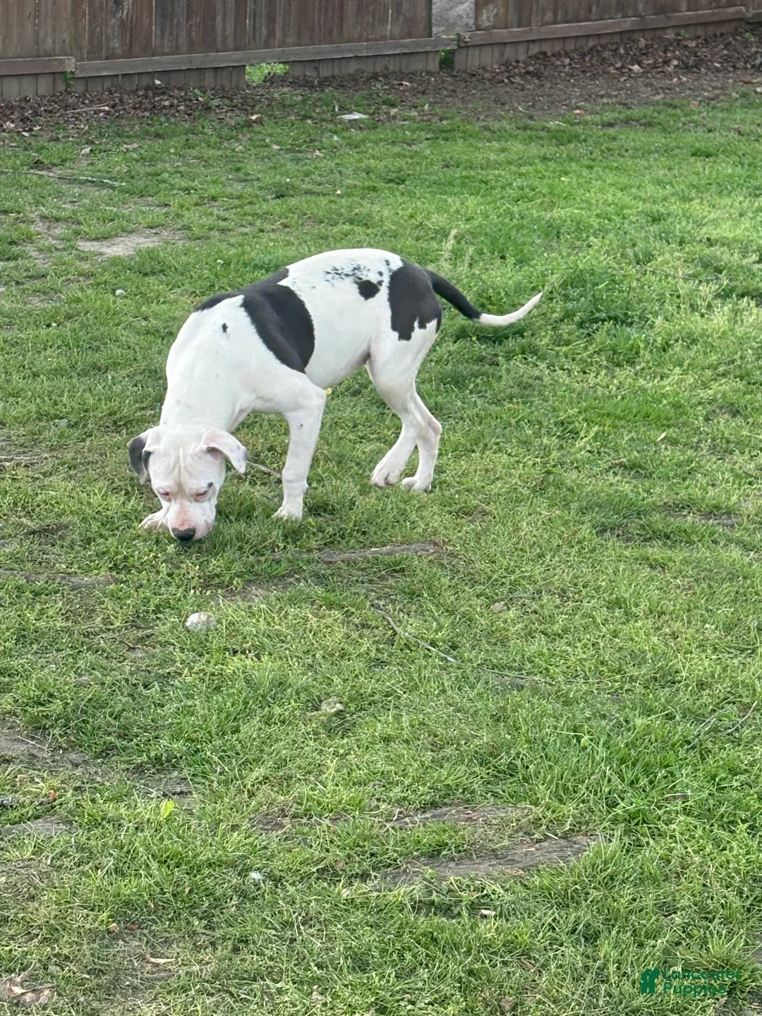American Bully dogs for sale: Myla - Ad 2