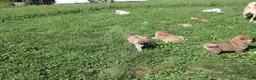 Shiba Inu dogs for sale: Chili - Ad 3