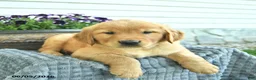 Golden Retriever dogs for sale: Teddy  - Ad 5