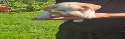 Jack Russell Terrier dogs for sale: Jack Russell Terrier 1 - Ad 13