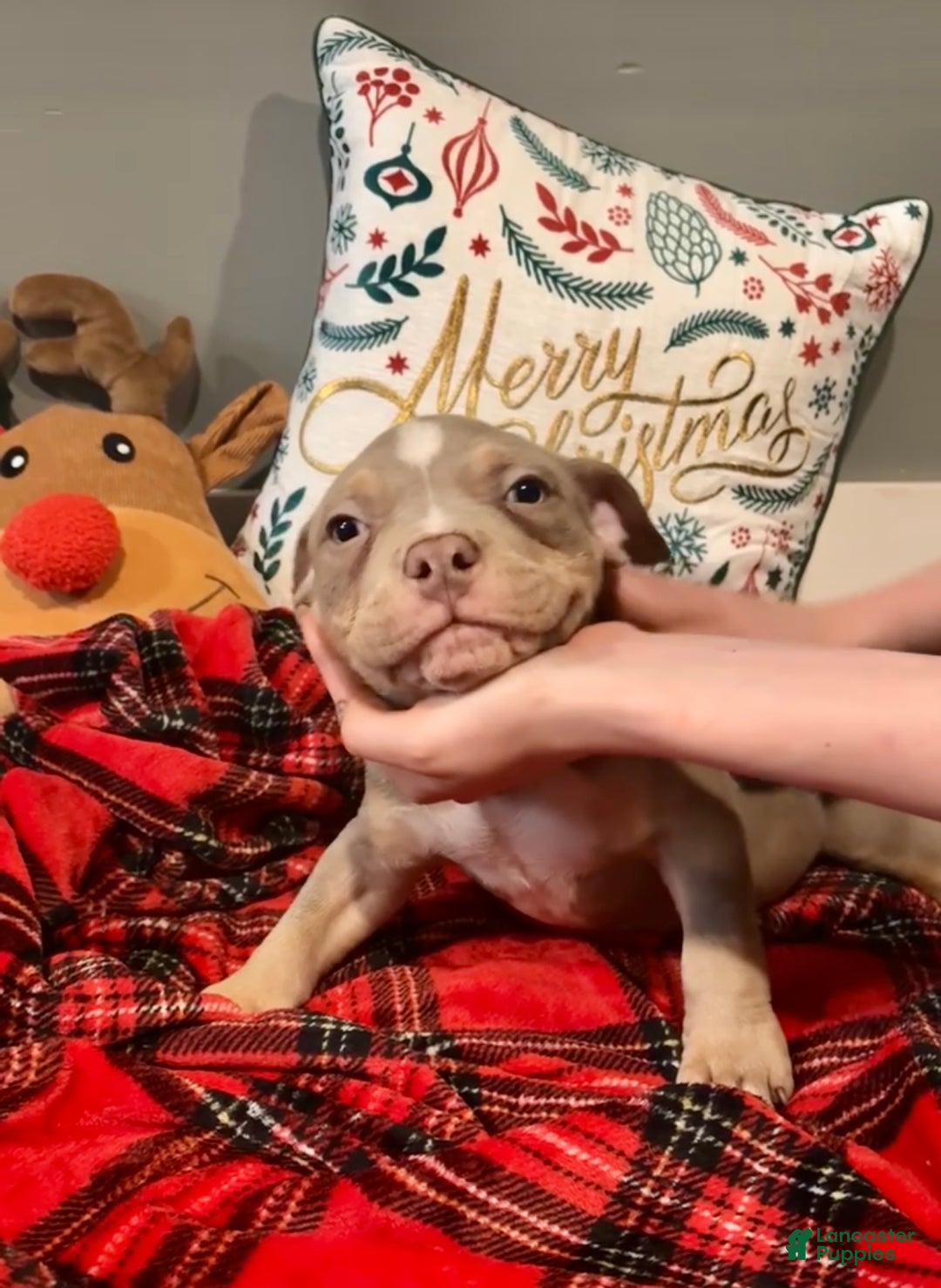 American Bulldog dogs for sale: American Bulldog Puppy 1 - Ad 3