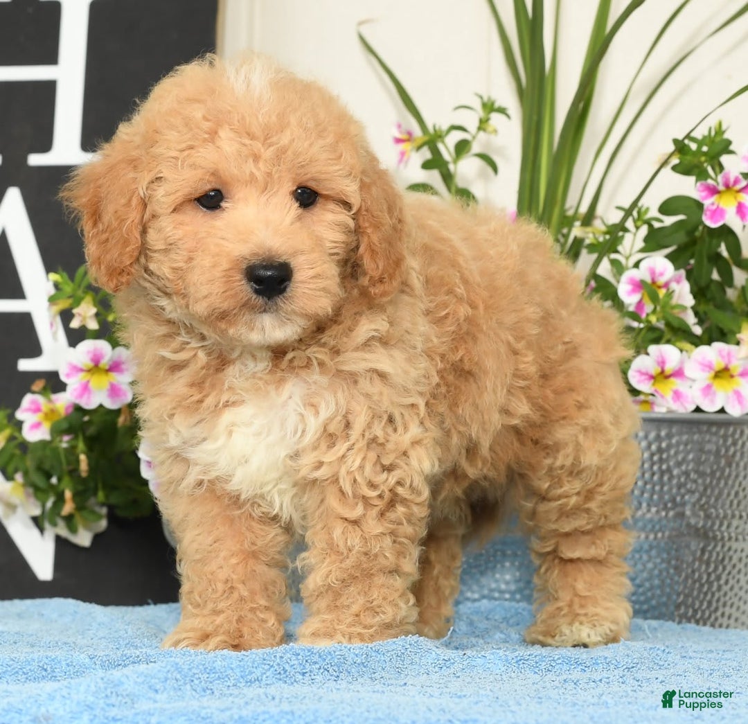 Bichpoo dogs for sale: Shawn - Ad 1