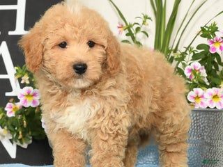 Bichpoo dogs - Ad 20