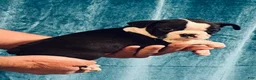 Boston Terrier dogs for sale: Oreo (CKC)  - Ad 3