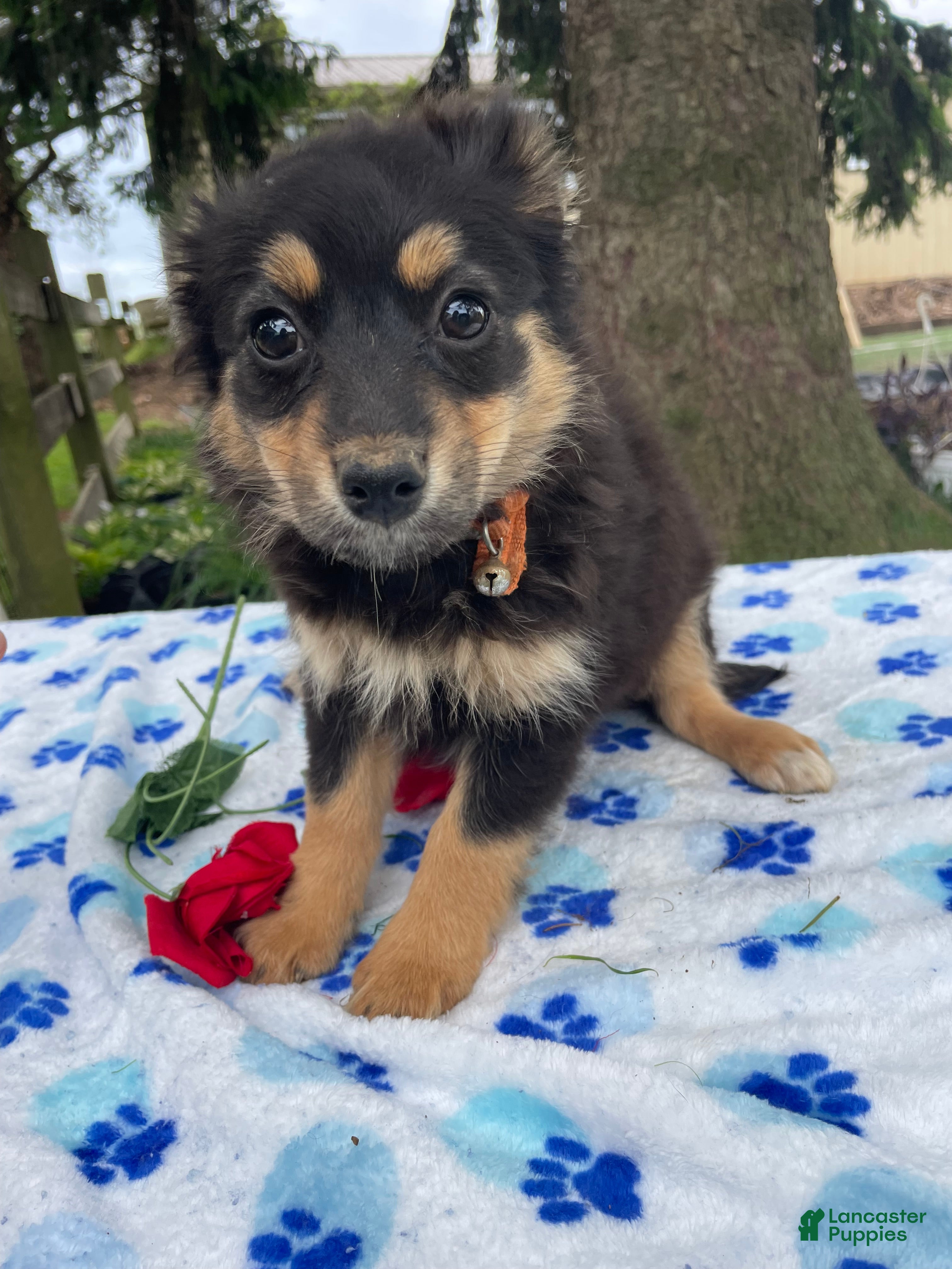 Toy Australian Shepherd dogs Bella - Ad 6