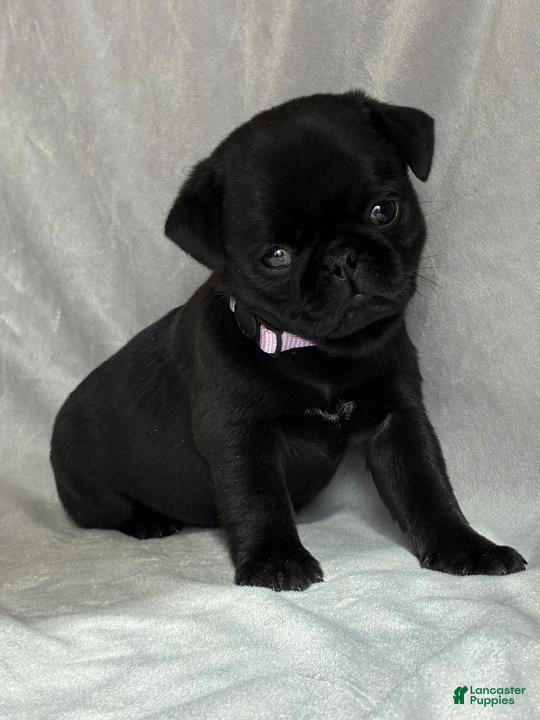 Pug dogs for sale:  Addie - Ad 1
