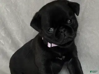 Pug dogs for sale: Addie - Ad 1
