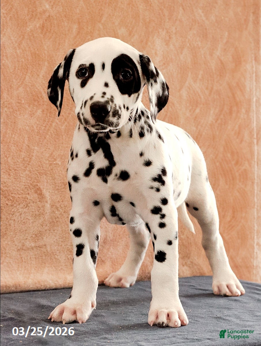 Dalmatian dogs Andy - Ad 1