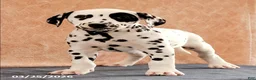 Dalmatian dogs for sale: Andy - Ad 1