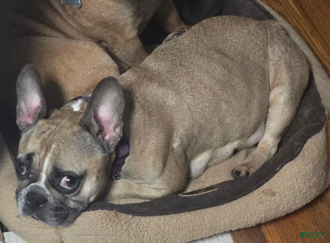 French Bulldog dogs for sale: Teddy Chocolate - Ad 2