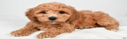 Bichpoo dogs for sale: Buffy - Ad 9