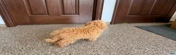 Maltipoo dogs for sale: Maltipoo Male Puppy 1 - Ad 6