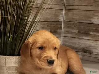 Golden Retriever dogs Ray - Ad 32