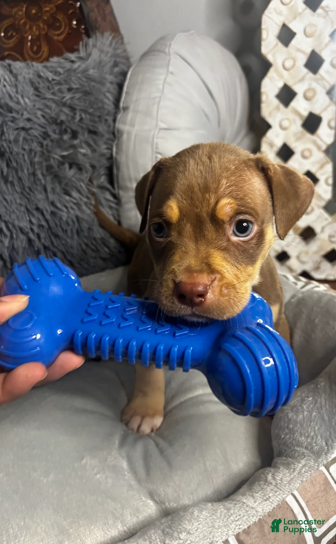 American Bully dogs for sale: Male 2 – Maverick (Chocolate Tri) - Ad 1