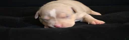 American Bully dogs for sale: Tampa - Ad 4