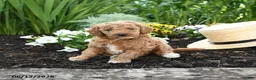 Miniature Poodle dogs for sale: Nala - Ad 4