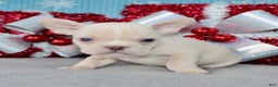 French Bulldog dogs for sale: Baxter - Ad 2