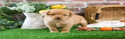 Labrador Retriever dogs for sale: Eddie - Ad 6