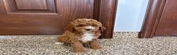 Cavapoo dogs for sale: Cavapoo F1b Female Puppy 5 - Ad 3