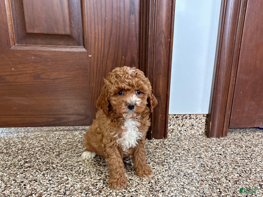 Cavapoo dogs for sale: Cavapoo F1b Female Puppy 5 - Ad 3