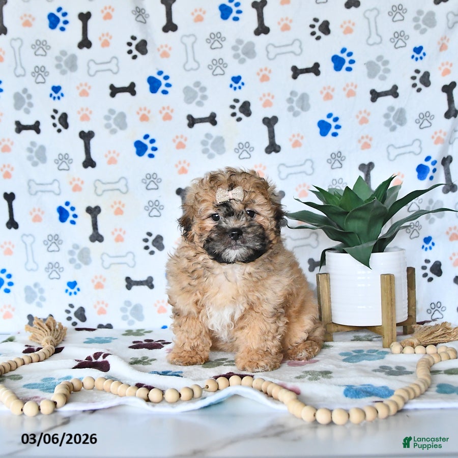 Shihpoo dogs Callie - Ad 2