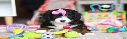 Mini Bernedoodle dogs for sale: Sky - Ad 6