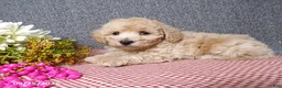 Bichpoo dogs for sale: Tracy - Ad 3