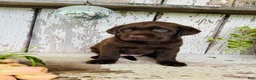 Labrador Retriever dogs for sale: Tammy  - Ad 4