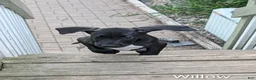 Great Dane dogs for sale: Willow - Ad 3