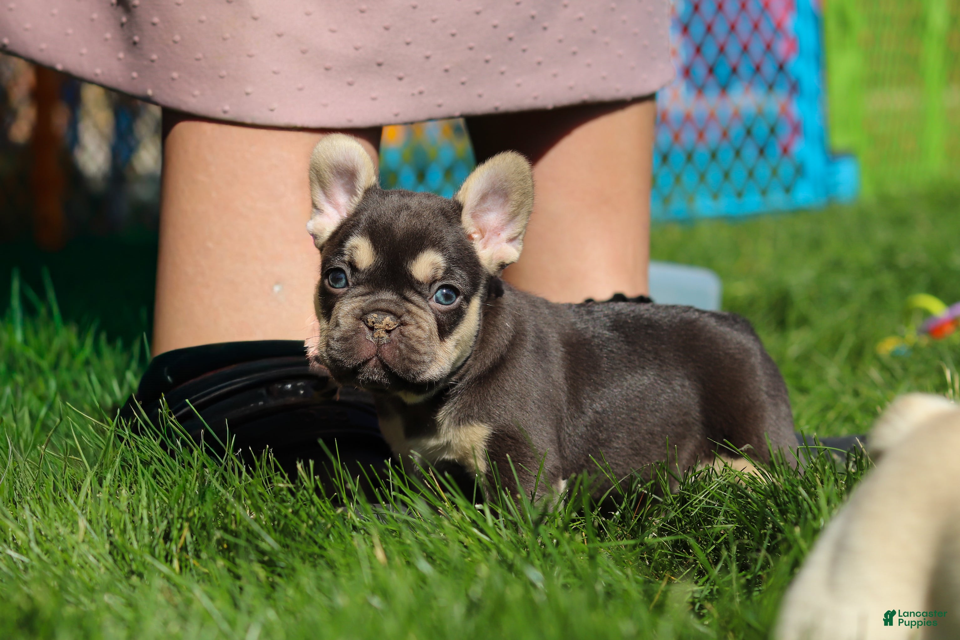 French Bulldog dogs for sale: Chase - Ad 13