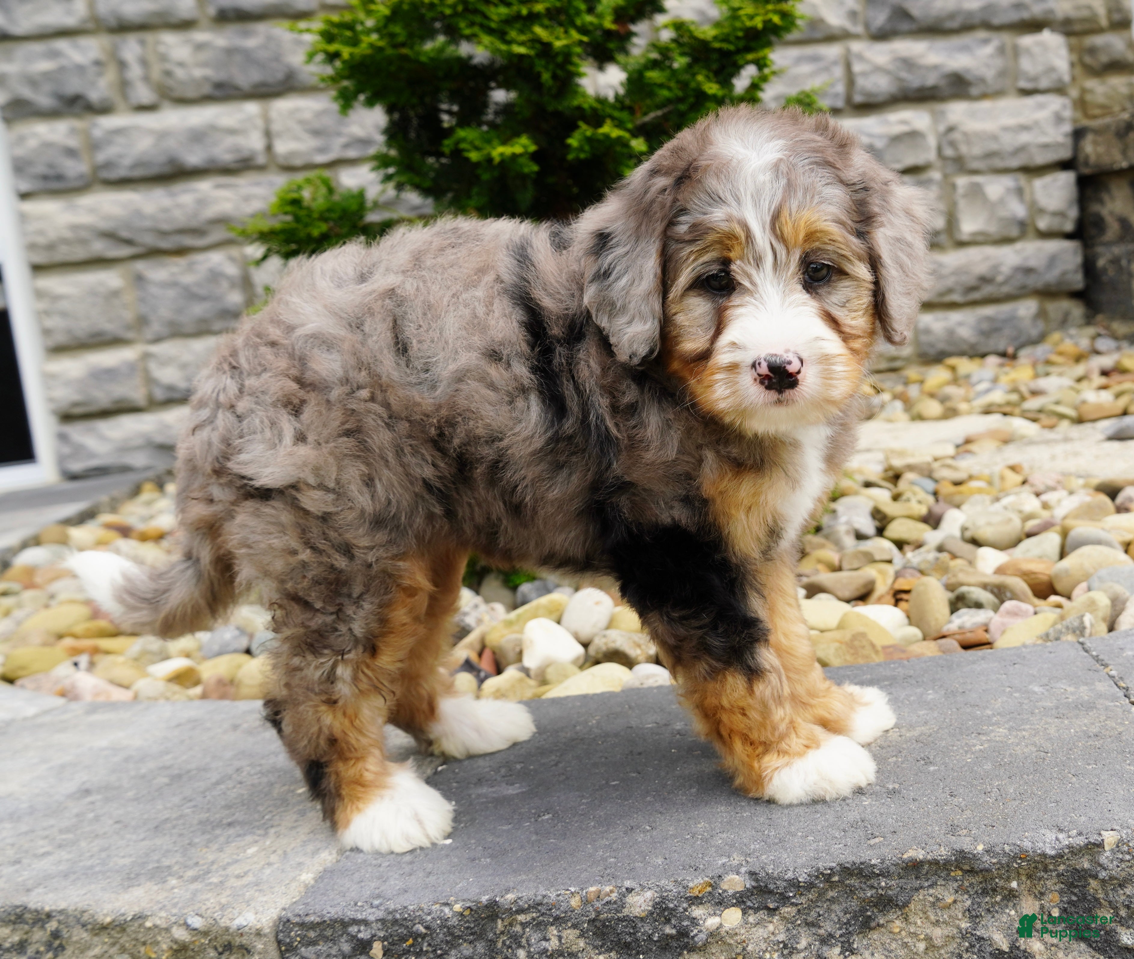 Mini Bernedoodle dogs Hazel  - Ad 2